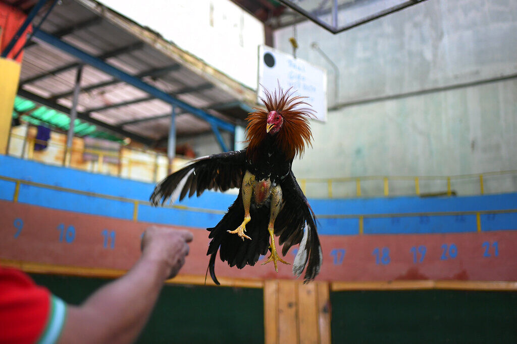 APTOPIX Virus Outbreak Venezuela - Cockfight Training